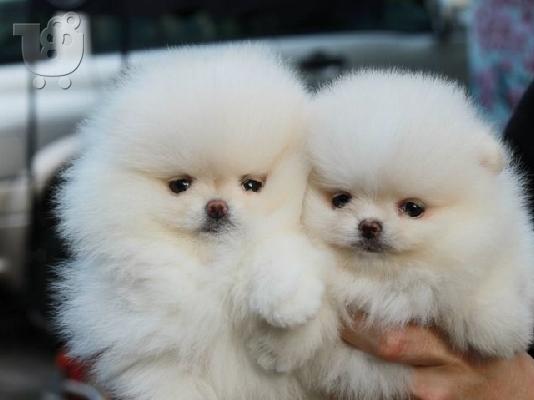 pomeranian